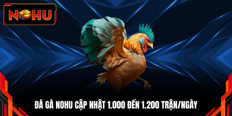 Đá gà NOHU cập nhật 1.000 đến 1.200 trận/ngày