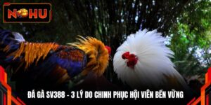 Đá Gà SV388 - 3 Lý Do Chinh Phục Hội Viên Bền Vững