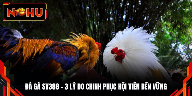 Đá Gà SV388 - 3 Lý Do Chinh Phục Hội Viên Bền Vững