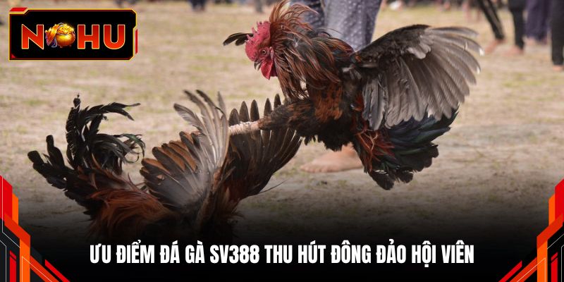 Ưu điểm đá gà SV388 thu hút đông đảo hội viên
