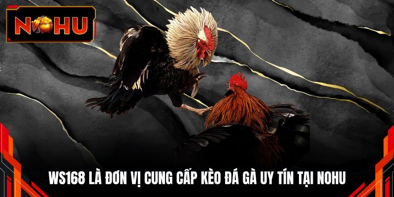 WS168 là đơn vị cung cấp kèo đá gà uy tín tại NOHU